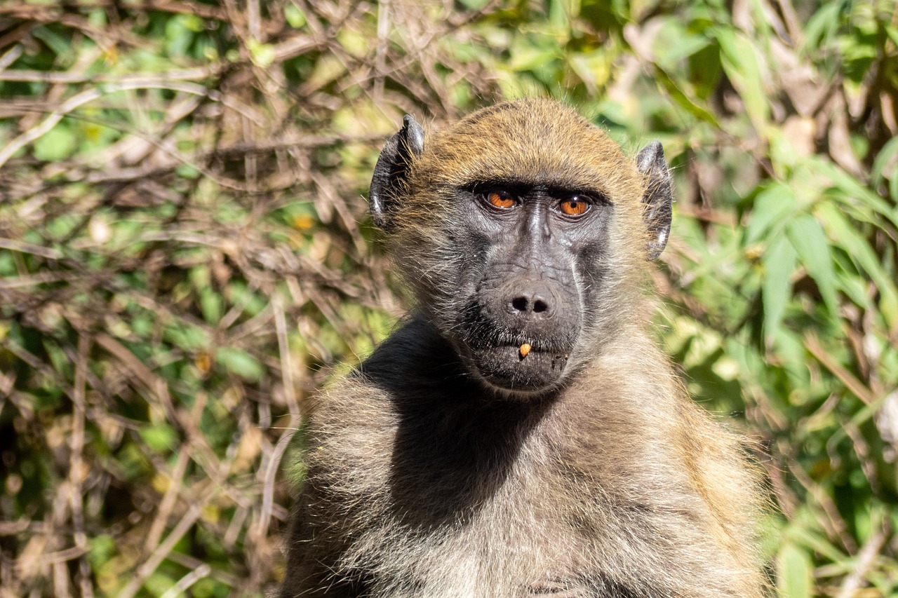 baboon-7432258_1280