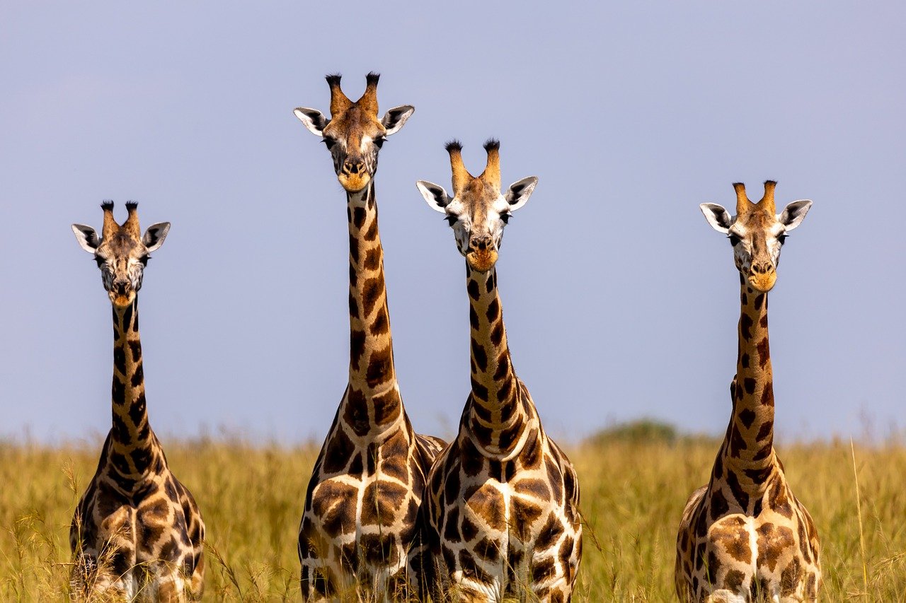 giraffes-7708392_1280