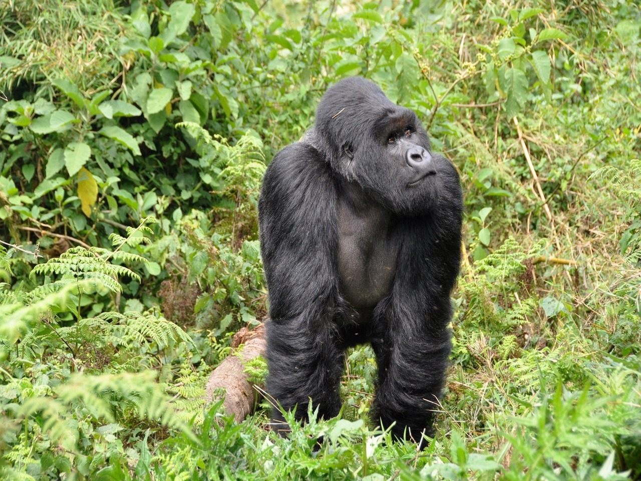 gorillas-474728_1280 (1)