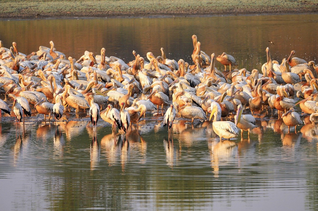 pelicans-7705246_1280